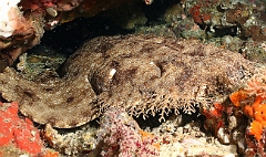 Raja Ampat 2016 - Eucrossorhinus Daypogon - Tasselled Wobbegon - Requin Tapis barbus - IMG_5306_rc